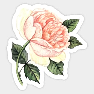 Elegant watercolor Rose Sticker